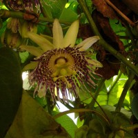 Passiflora ligularis Juss.